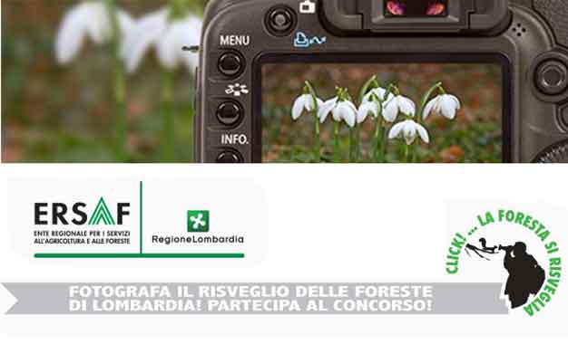 Click... la foresta si risveglia