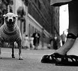 ELLIOTT ERWITT. RETROSPECTIVE