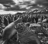 Genesi - Sebastiao Salgado