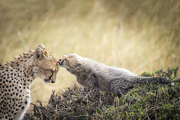 National Geographic 2013