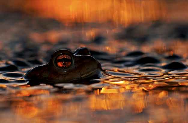 WILDLIFE PHOTOGRAPHER OF THE YEAR